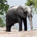 BWA NW Chobe 2016DEC04 NP 090 : 2016, 2016 - African Adventures, Africa, Botswana, Chobe National Park, Date, December, Month, Northwest, Places, Southern, Trips, Year